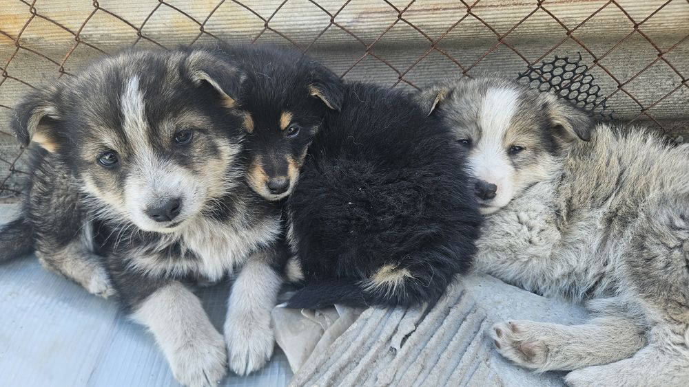 Отдам щенков 2,5  месяца