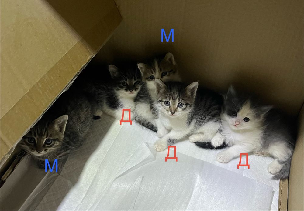 Котята бесплатно