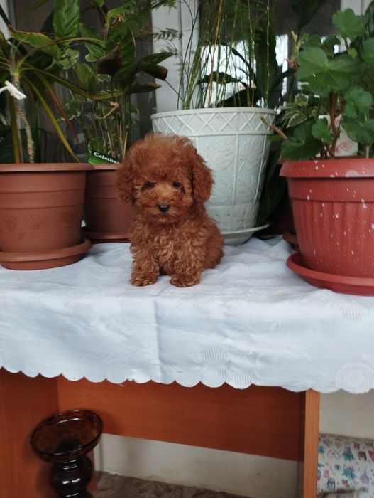 Той Пуделчета  Toy Poodle.