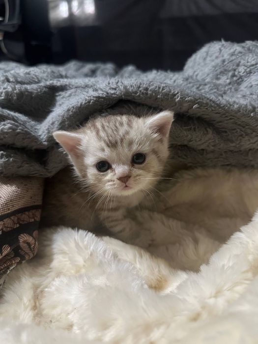 Продам котенка девочка