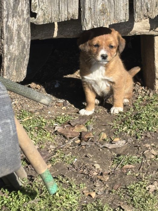 3 cățeluși spre adoptie