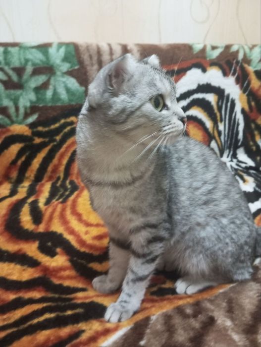 Срочно в хорошие руки , серая девочка, черный мальчик 8 мес