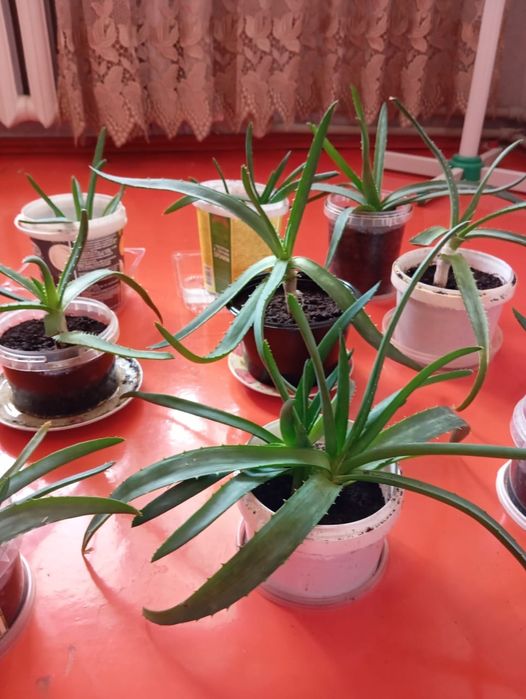 Продам алоэ,сансивьеру.