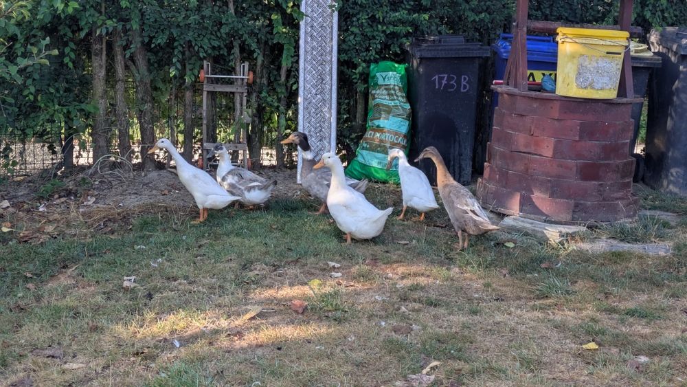 Rațe mixte și indiene