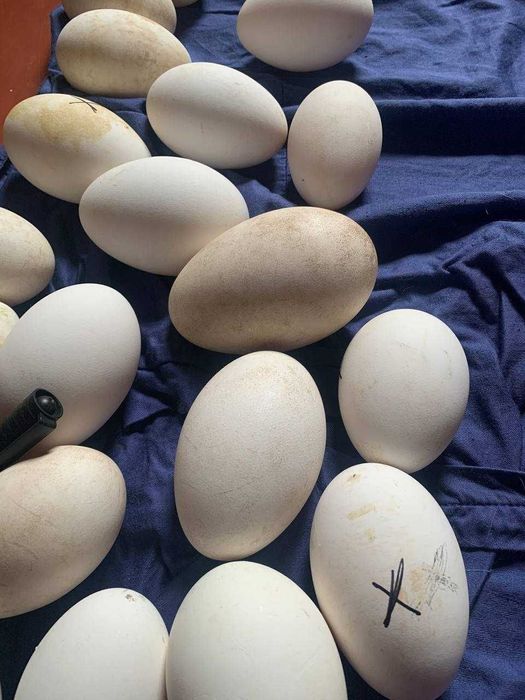 Гусинные инкубационные яйца