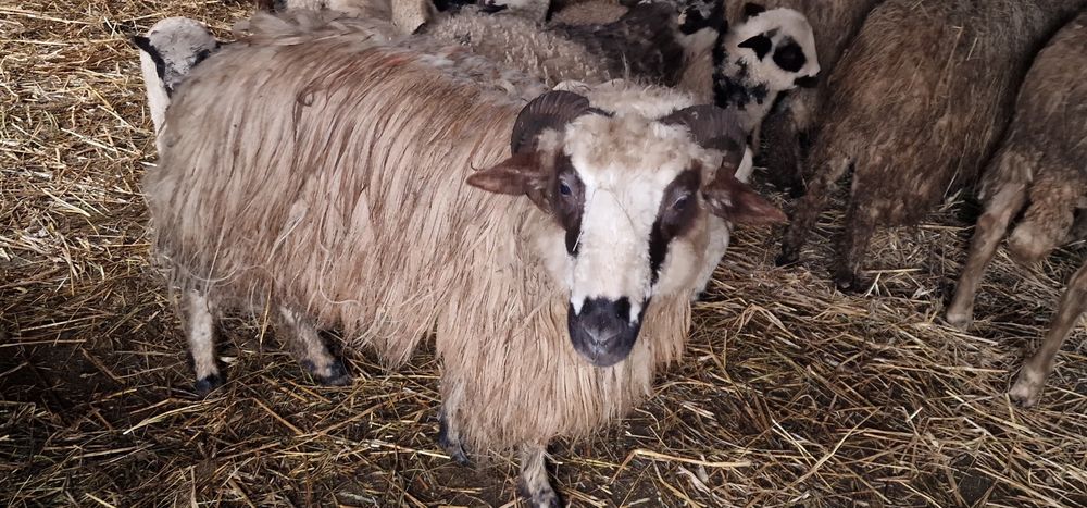 Oi tinere cu miei de vânzare