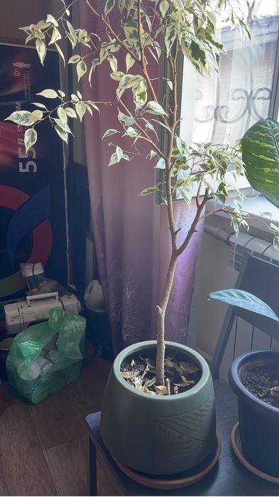 Комнатные цветы продам дешево