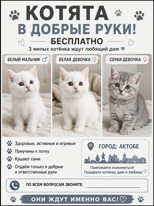 Милые котята бесплатно отдаются в добрые руки в городе Актобе