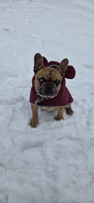 Femela Buldog Francez 6 luni