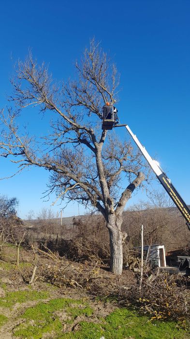Орехови трупи - ствол и клони
