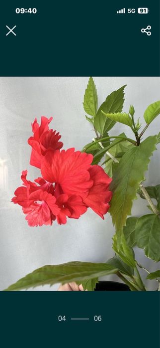 Гибискус 10 сортов