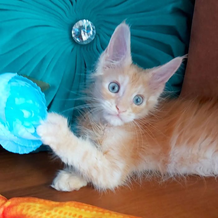 Шикарные КУНЫ - Котята Мейн !