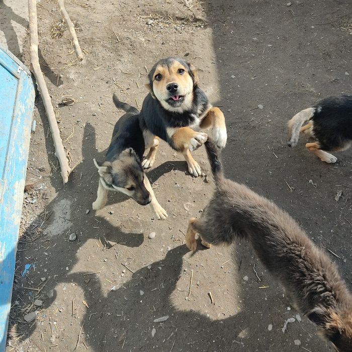 Щенки бесплатно в добрые руки