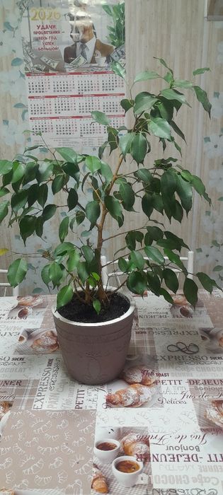 Цветы комнатный,цены разные.