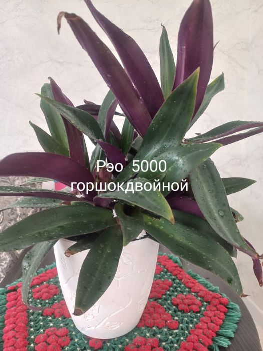 Продам комнатные цветы