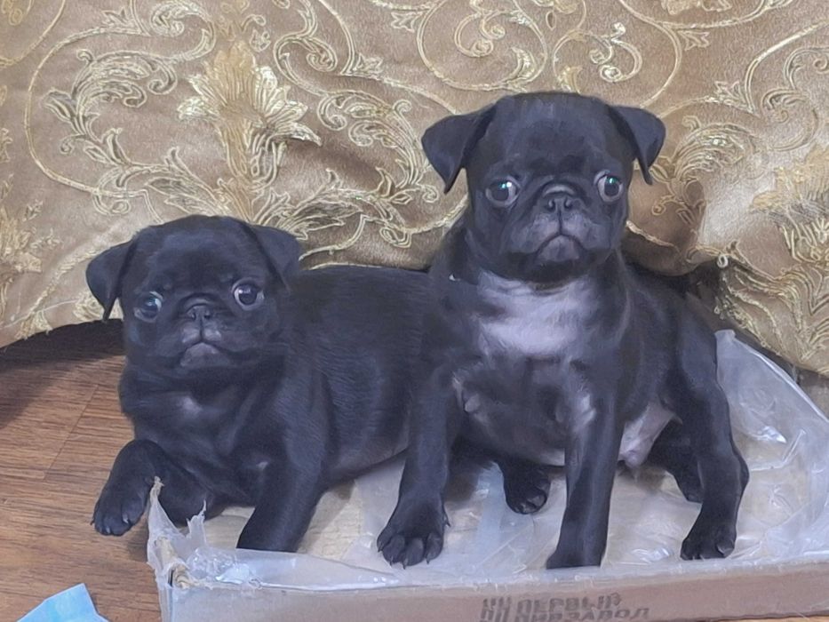 Щенок породы МОПС