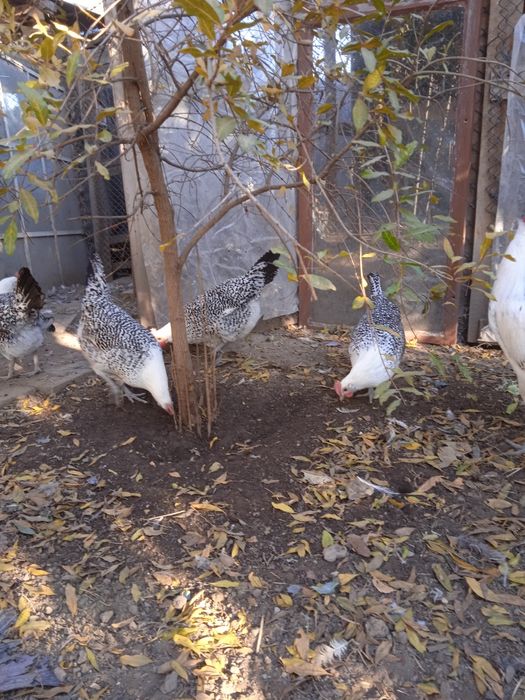 Разплодни яйца от Източно -Фризийска Чайка -изключително красива