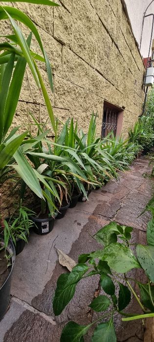 Домашнее растение