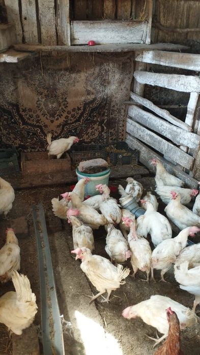 Продам кур несушек