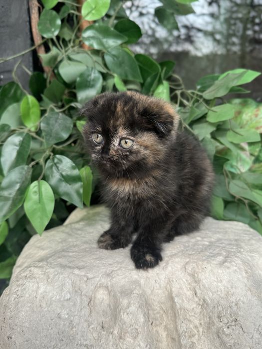 Скотиш Фолд