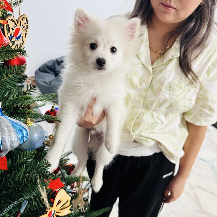 Продам щенка щпица срочно