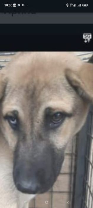 Отдам собачек в исключительно хорошые руки