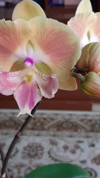 Орхидеи азиатские