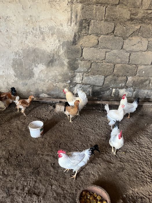 Тауыкктар сатылады