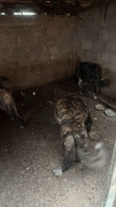 Продават се турси канкал 2 броя на по 8 месеца