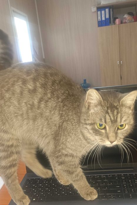 Отдам бесплатно.