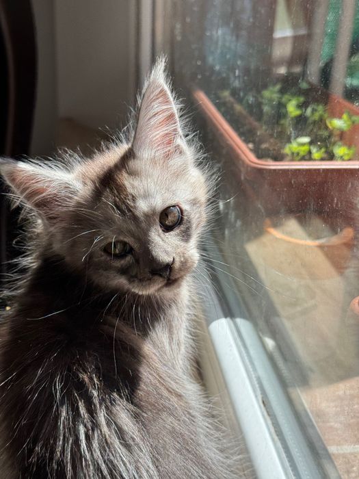 Котенца Мейн Кун