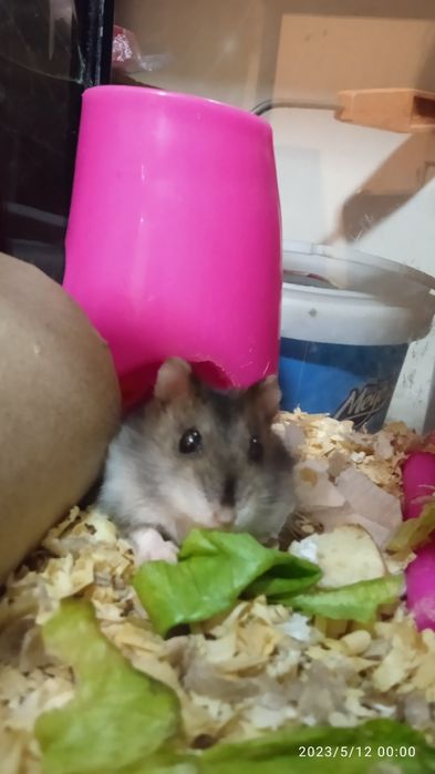 Хомяки домашние,здоровые