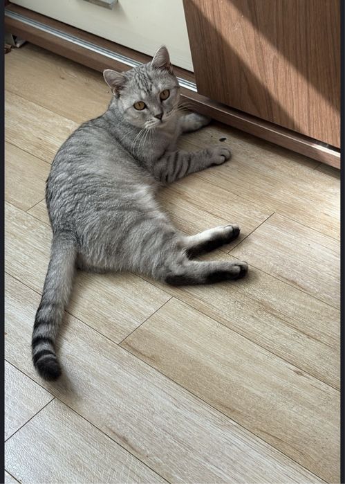 британская кошка хорошая