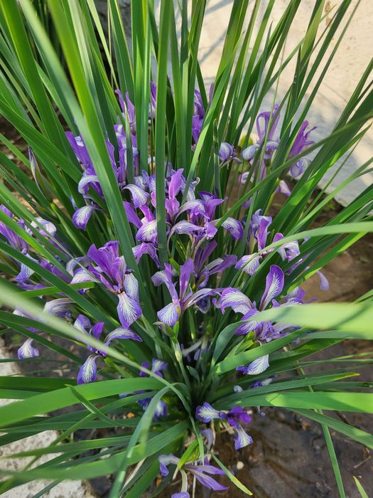 продам дачу, первая береговая линия