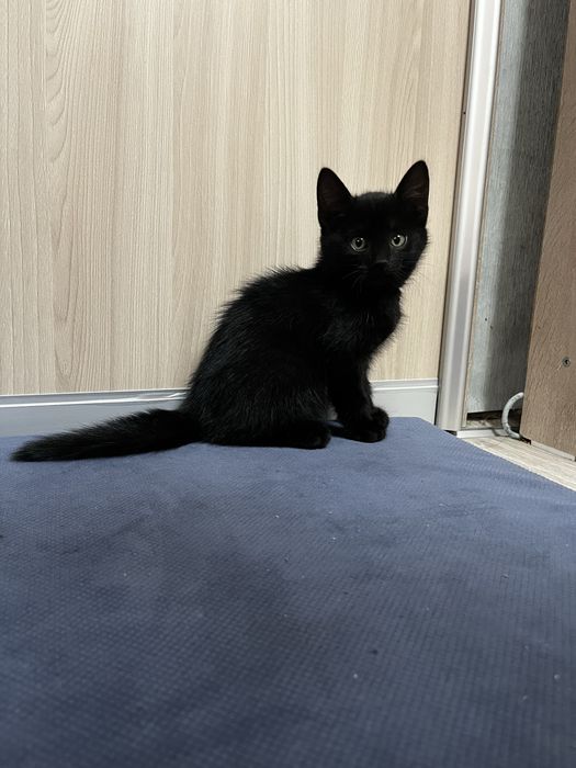 Котёнок девочка
