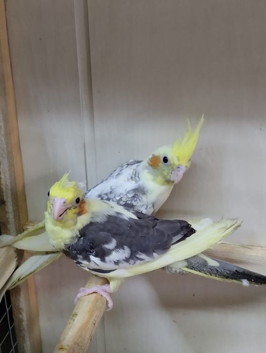 Кореллы молодые ручные