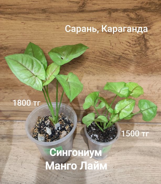 Сингониум 1  сингониум