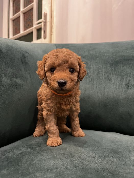 Poodle pitic de vanzare