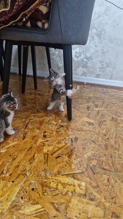 Отдам котят в хорошие руки бесплатно