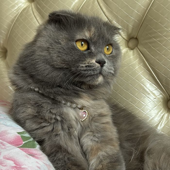 Потерялась кошка, яшнабадский район, вознаграждение за помощь