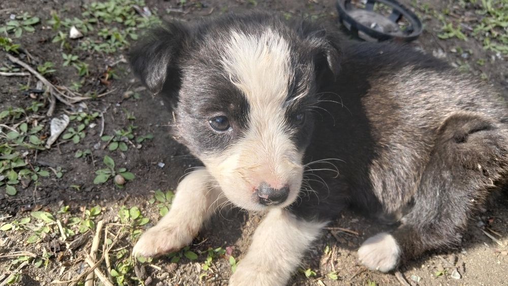 Отдам даром щенят