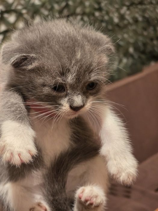 Котята вислоухие в добрые руки