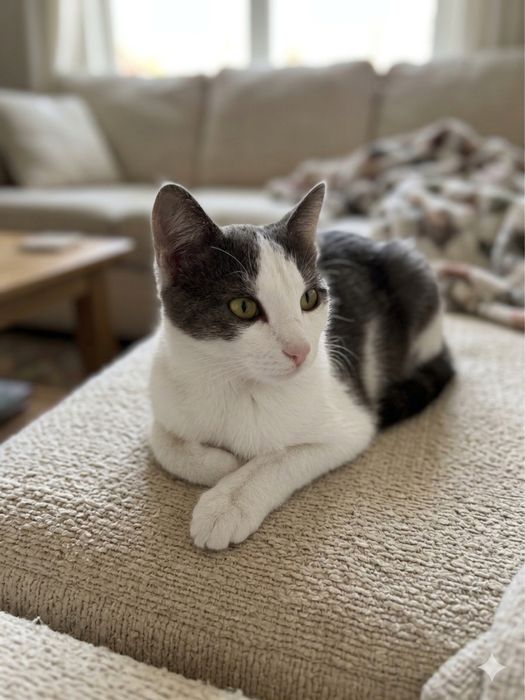 Котик молодой 6 мес ласковый в хорошие добрые руки котенок