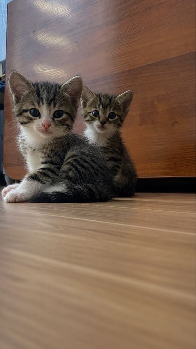 В продаже снова котята