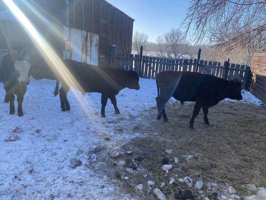 Бычки годовалые на племя