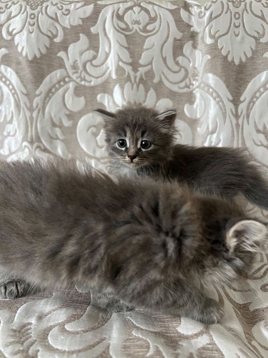 Отдам котят бесплатно