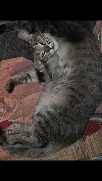 Красивая кошечка