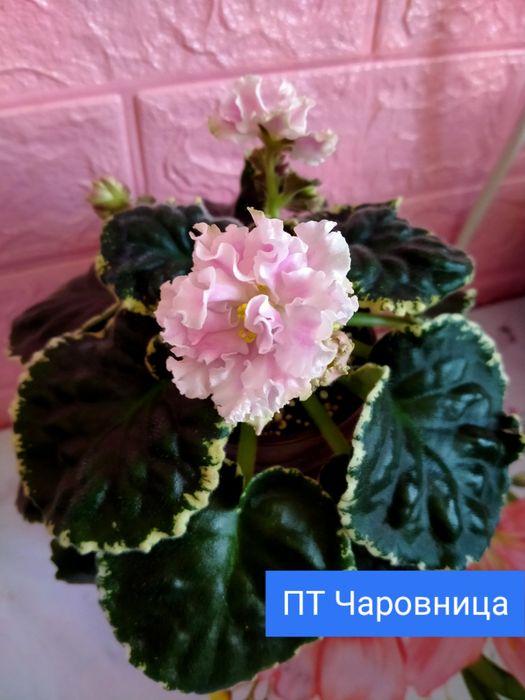 Цветущие фиалочки!!!