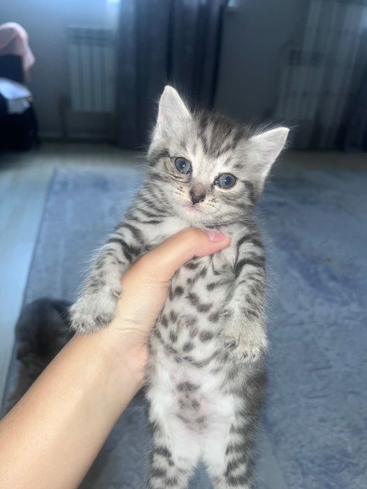 Голубоглазые котята