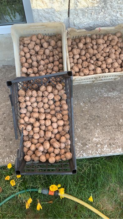 Плодоотдавща Орехова градина